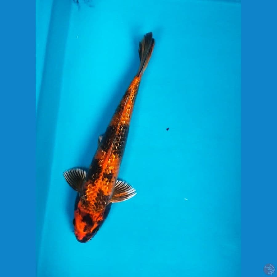 KIN UTSURI GINRIN 33CM