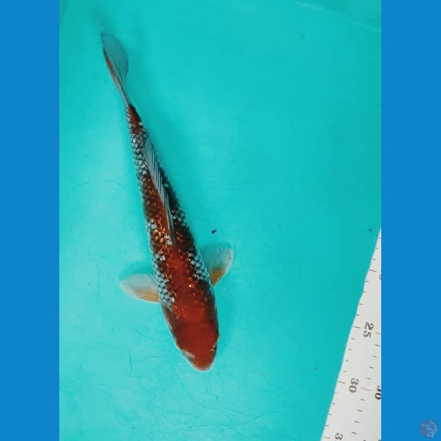 OCHIBA 27CM FM