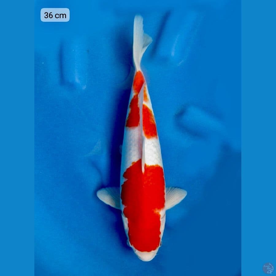 Kohaku male 36 cm