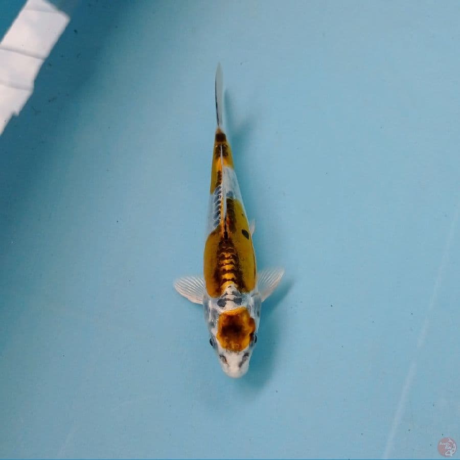 kiko, 14 cm