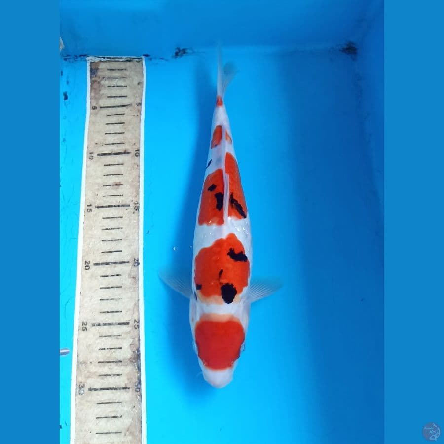 Sanke 30cm