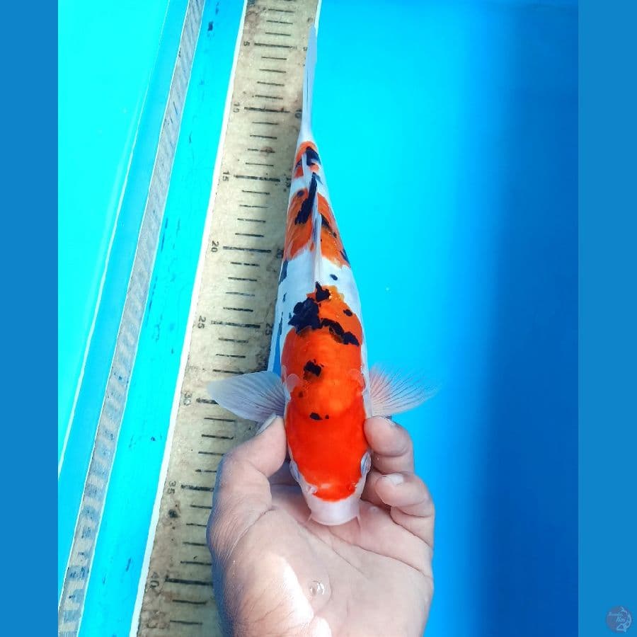 Sanke 30cm