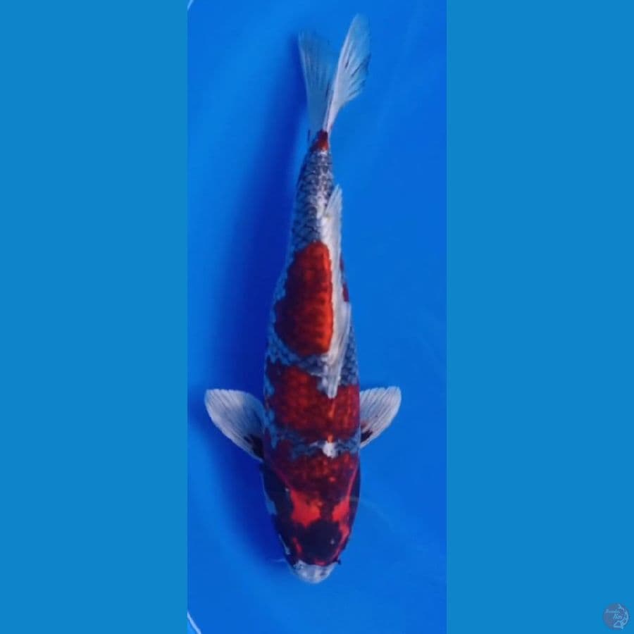 BENIGINGA 37CM
