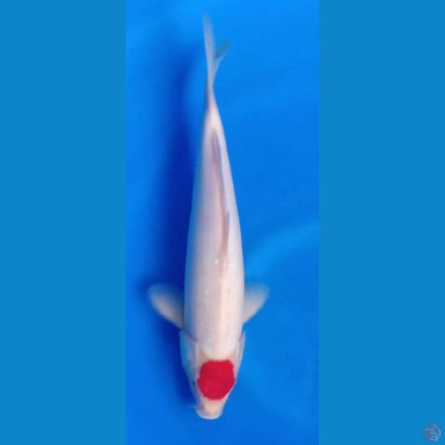 tanco kohaku 33cm