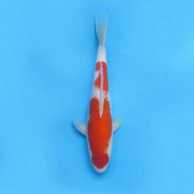 Kohaku 30cm