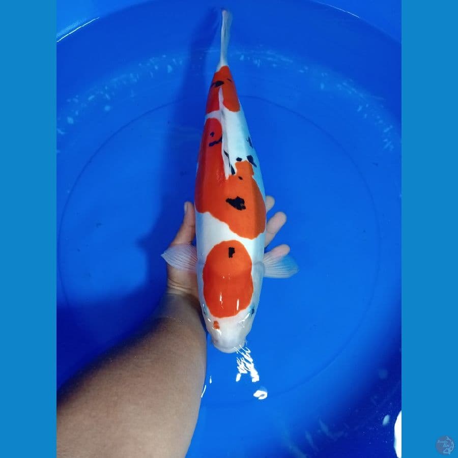 SANKE DOIT SU MURNI 42 CM FEMALE