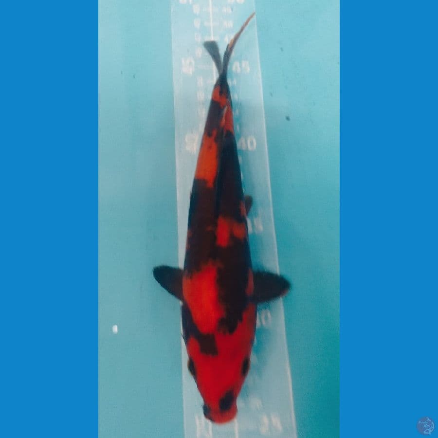 HI UTSURI 22CM
