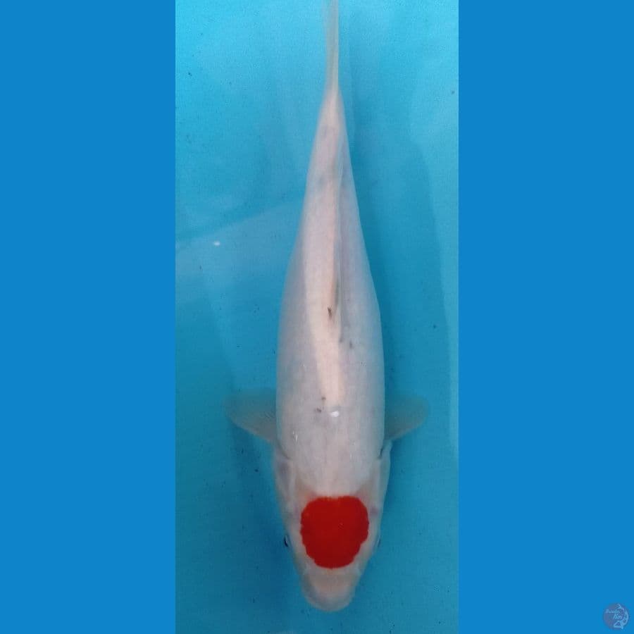 tanco sanke 35cm