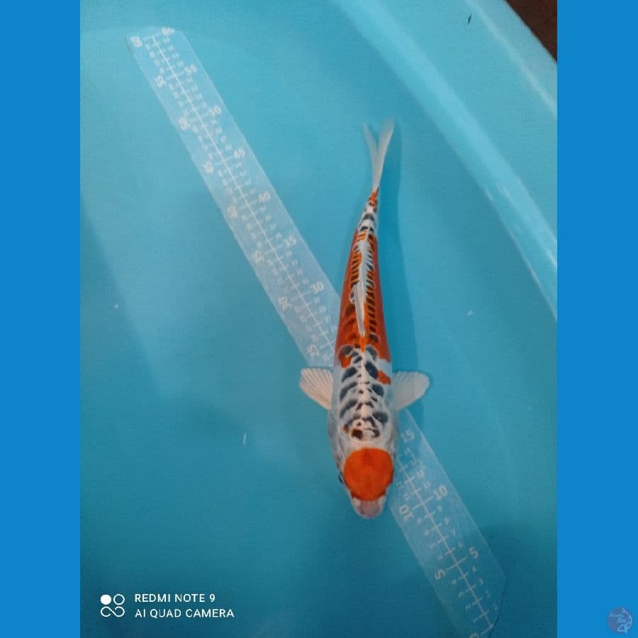 maruten kujaku doitss 35 cm