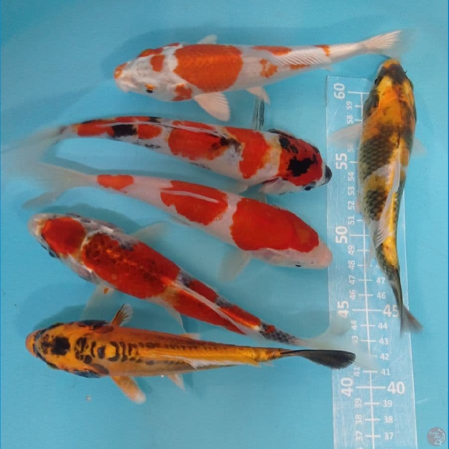 mix koi a 20 cm