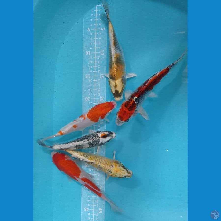 mix koi c 20 cm