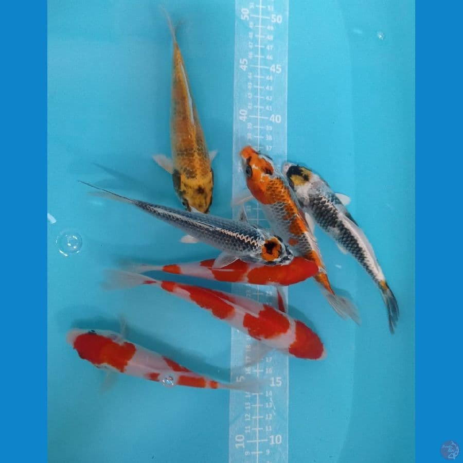 mix koi D