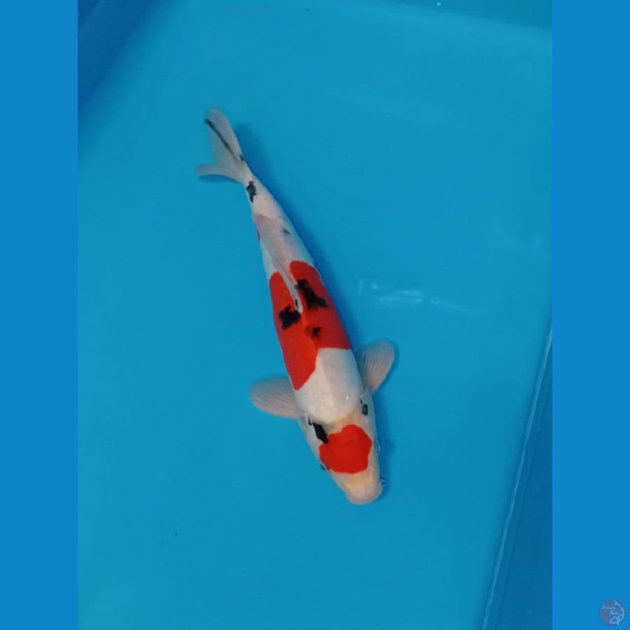 MARUTEN SANKE DOIT SU MURNI 35 CM