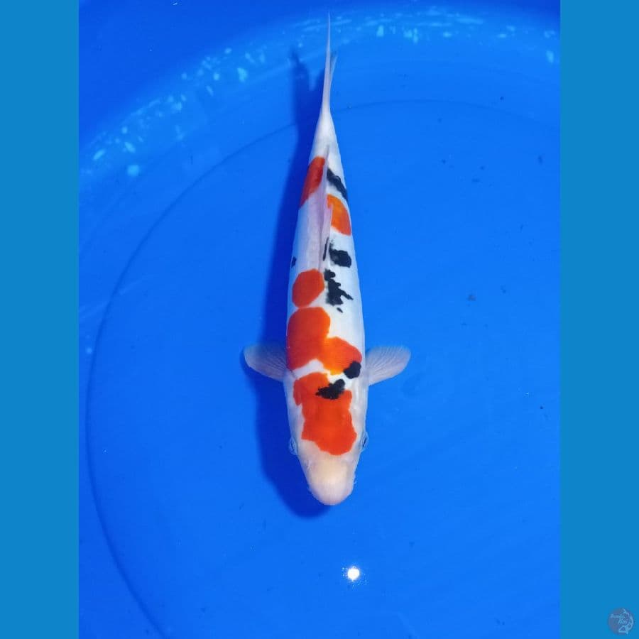 SANKE 32 CM