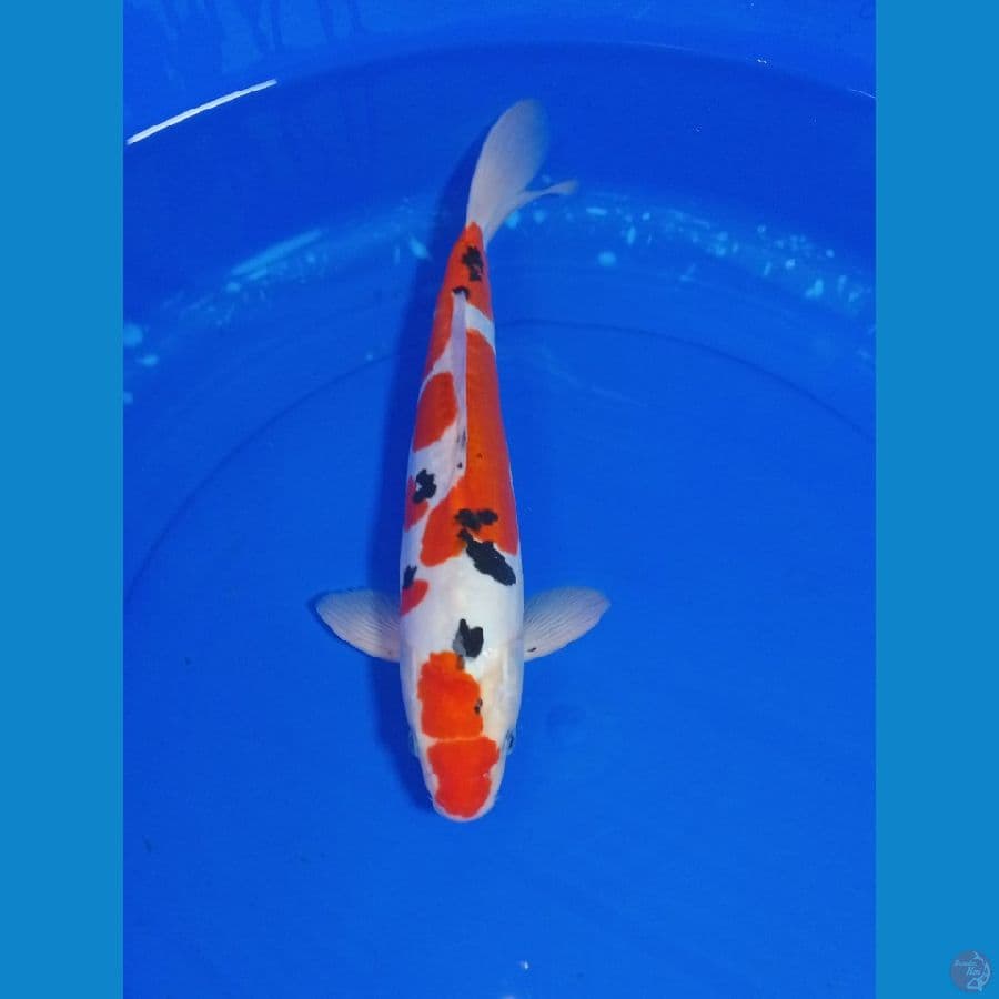 SANKE 35 CM