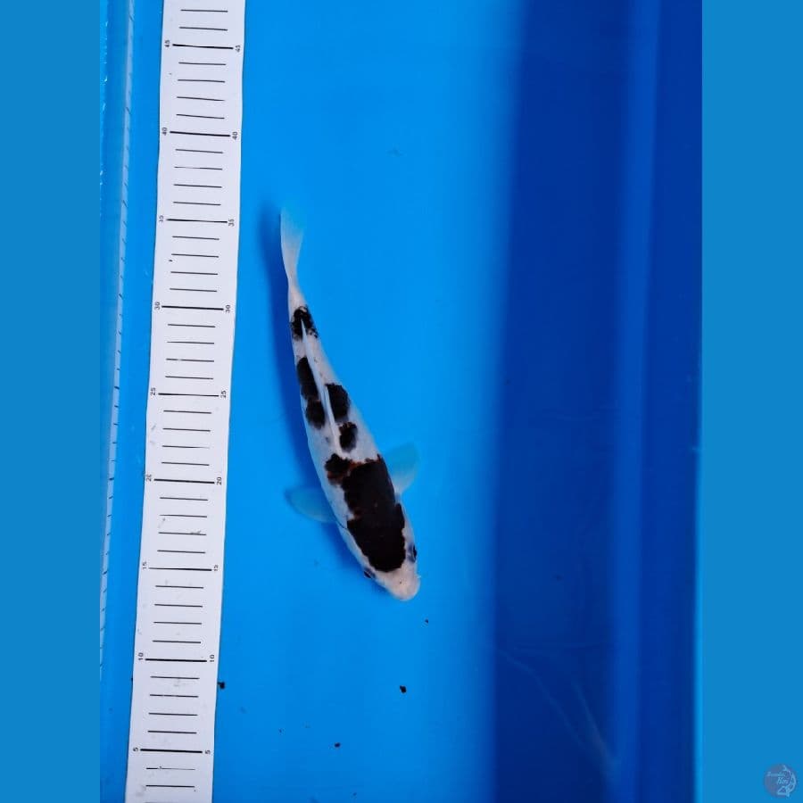 Goromo 25cm