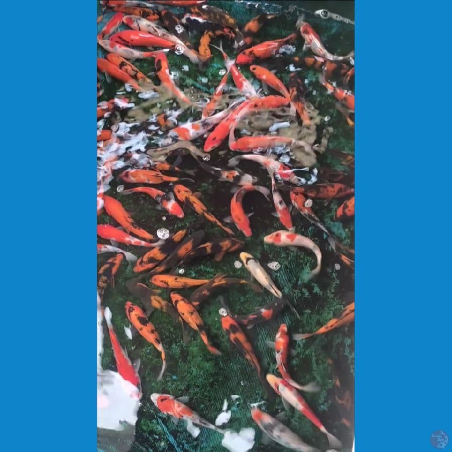 Showa Hiutsuri mix 110ekor 15-20cm