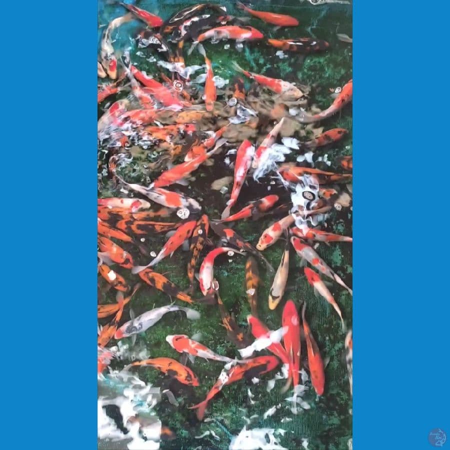 Showa Hiutsuri mix 110ekor 15-20cm