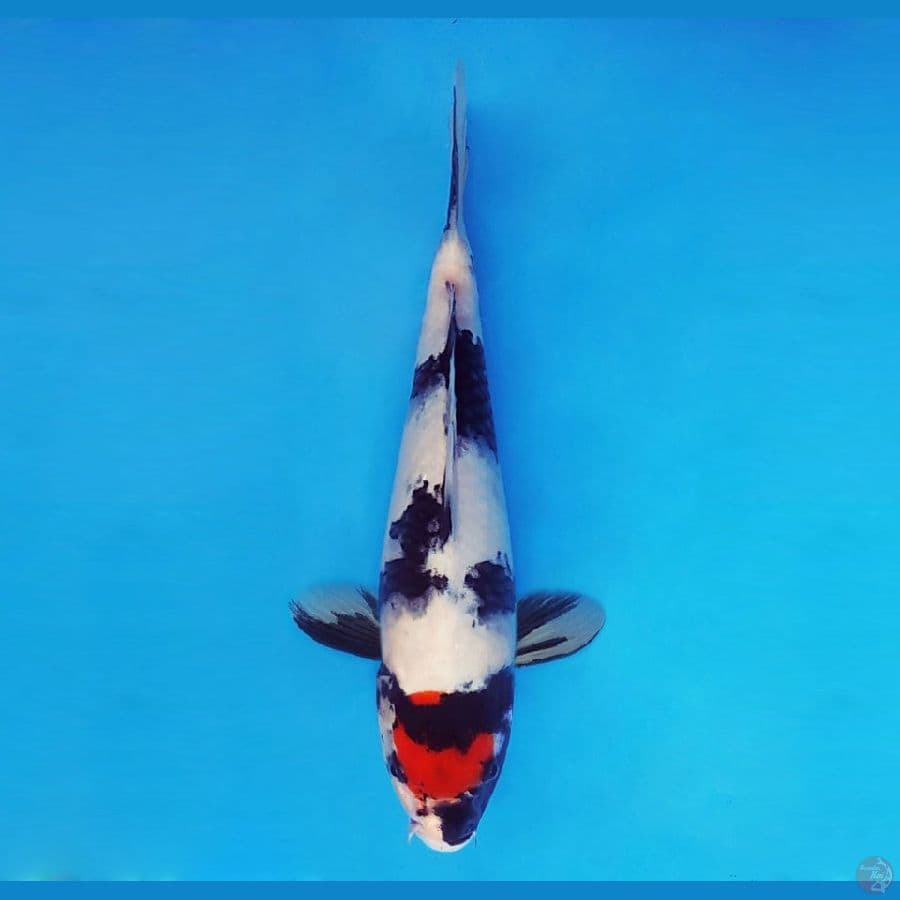 FUJIYAMA 4 ~ Tancho Showa Evo 29 cm/male™,-