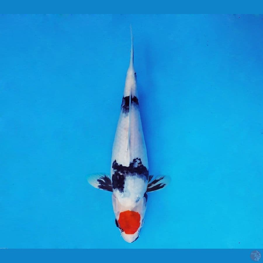 FUJIYAMA 8 ~ Tancho Showa Evolution 26 cm/fm™,-