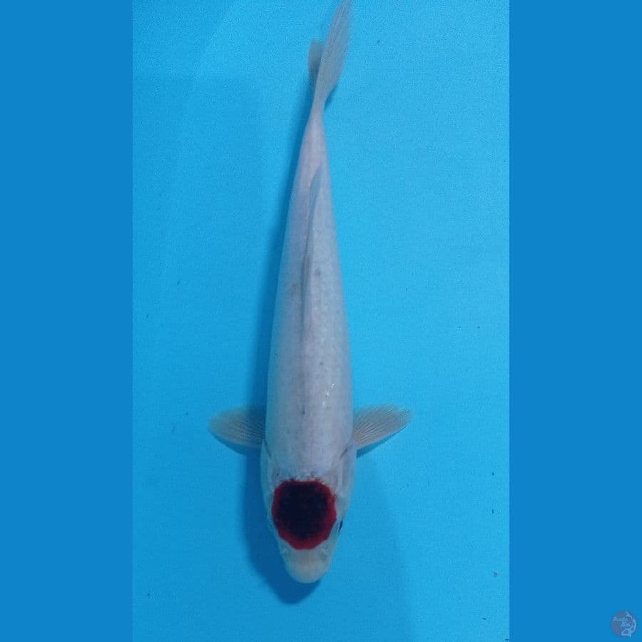 tanco goromo 30cm