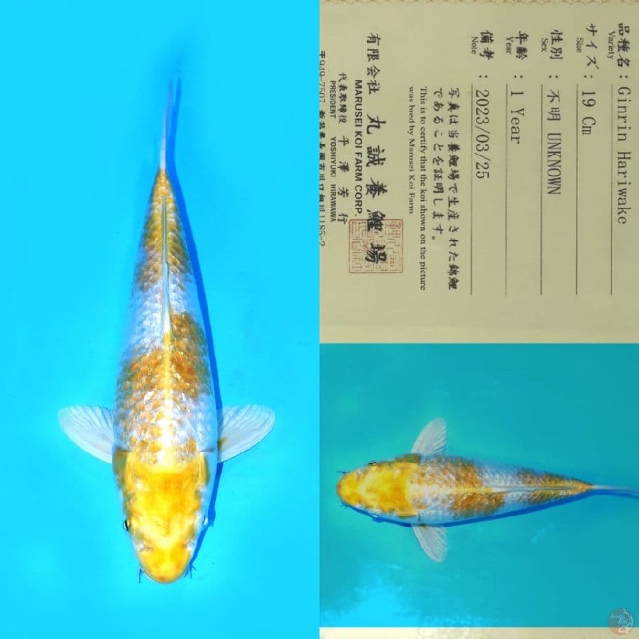 MARUSEI GINRIN HARIWAKE HQ 31CM