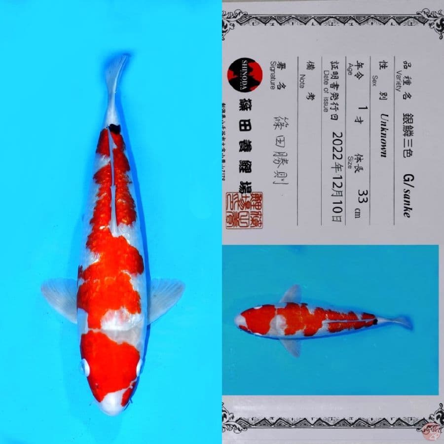 SHINODA GINRIN SANKE 46CM