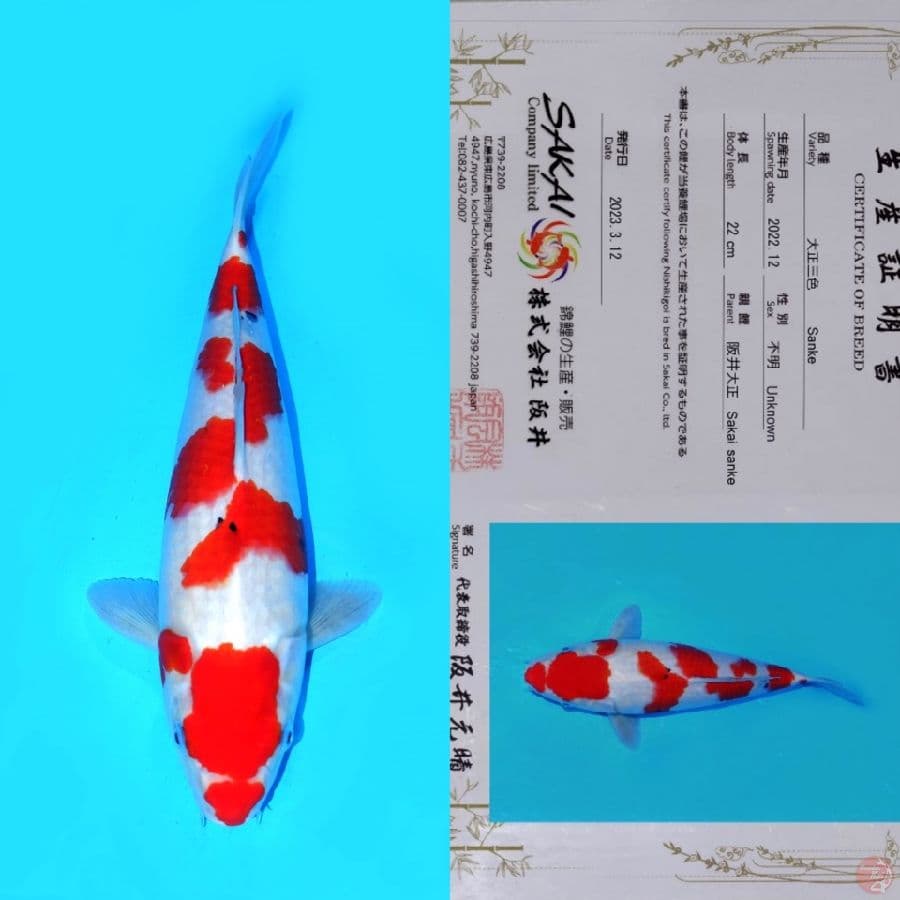 SAKAI SANKE TATEGOI HQ 35CM