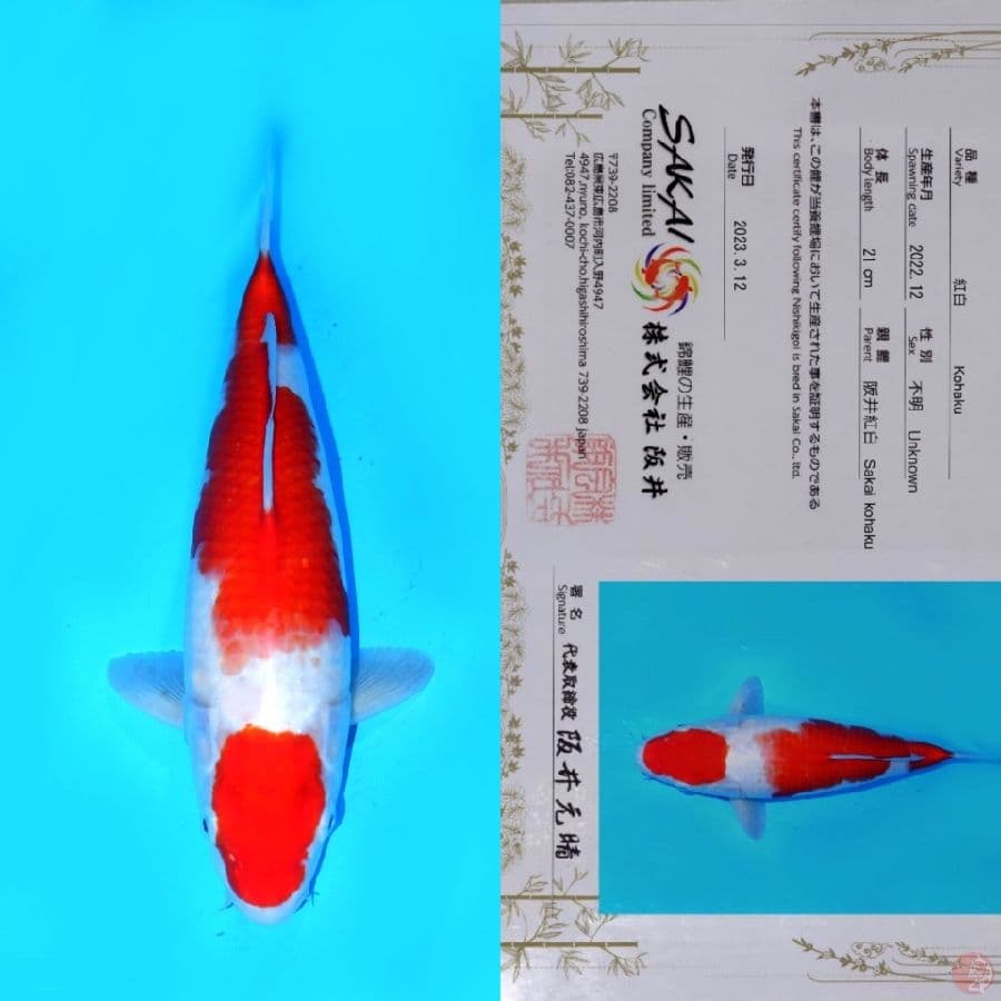 SAKAI MARUTEN KOHAKU HQ 33CM