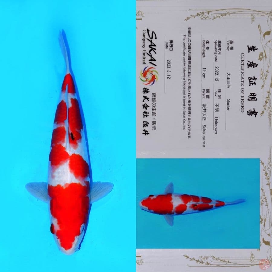 SAKAI SANKE TATEGOI HQ 30CM