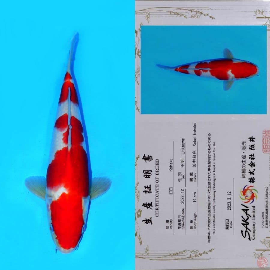 SAKAI KOHAKU NIDAN HQ 31CM