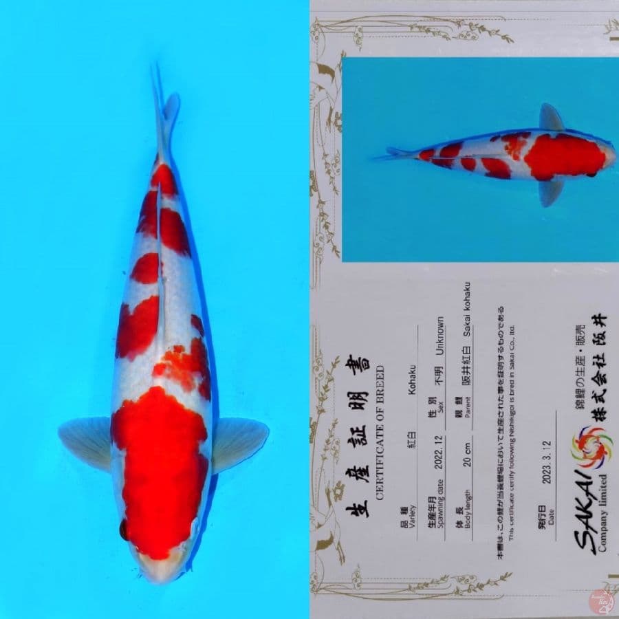 SAKAI KOHAKU HQ 30CM