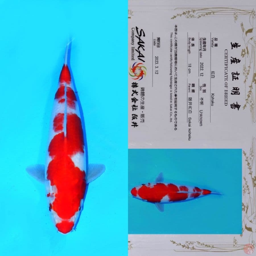SAKAI KOHAKU HQ 30CM