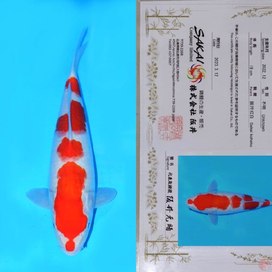 SAKAI YONDAN KOHAKU HQ 33CM