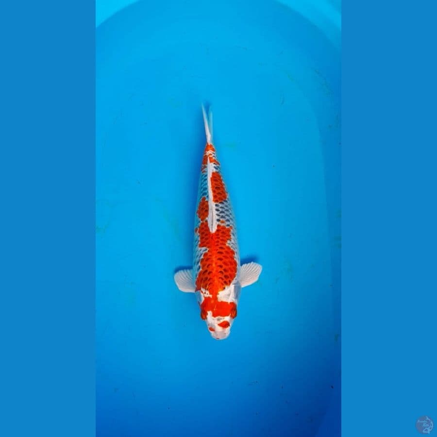 Male Kujaku 34cm