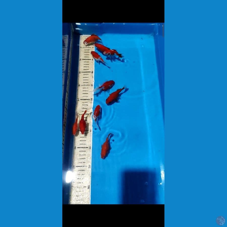 TAM 5 - 10EKOR TAMASABA SIZE 7-12CM