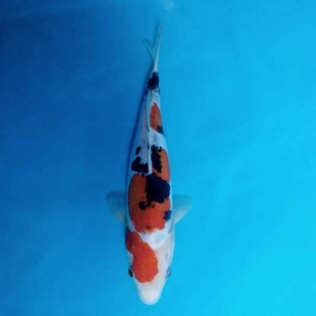 Sanke doitau 26 cm male