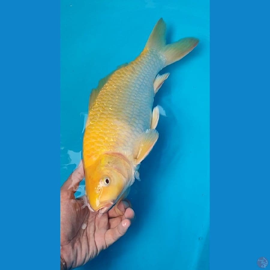 40BU KARASHI JANTAN BRED BY PAK PUR