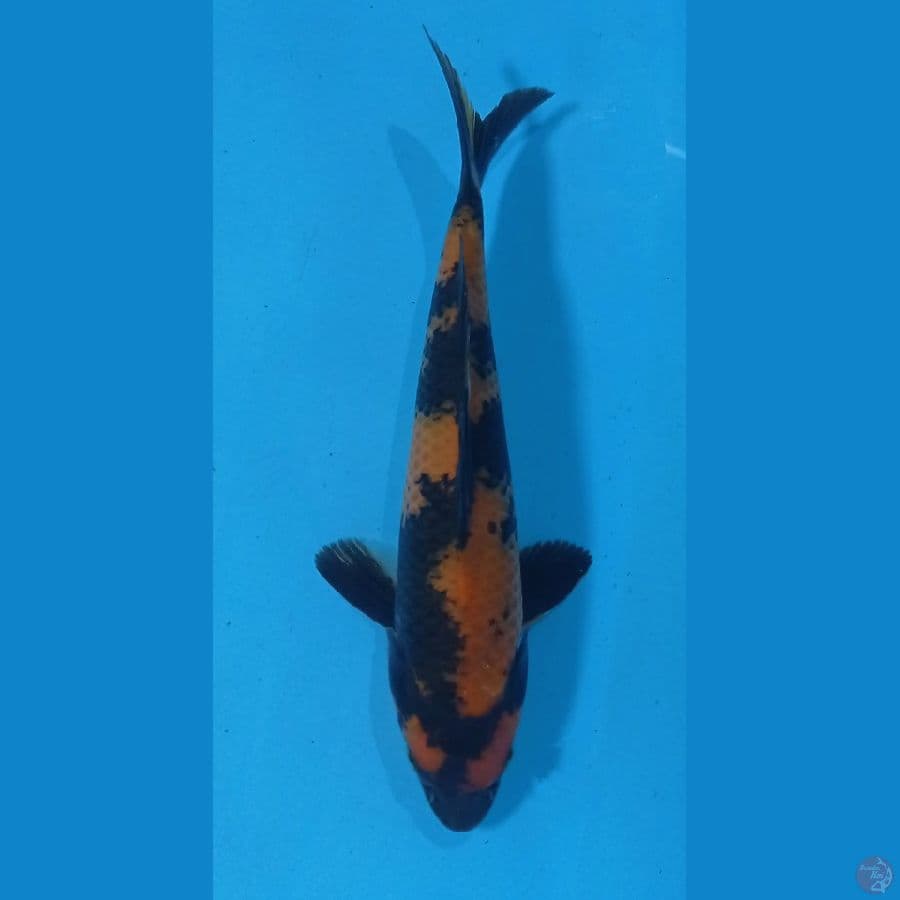 utsuri 30cm