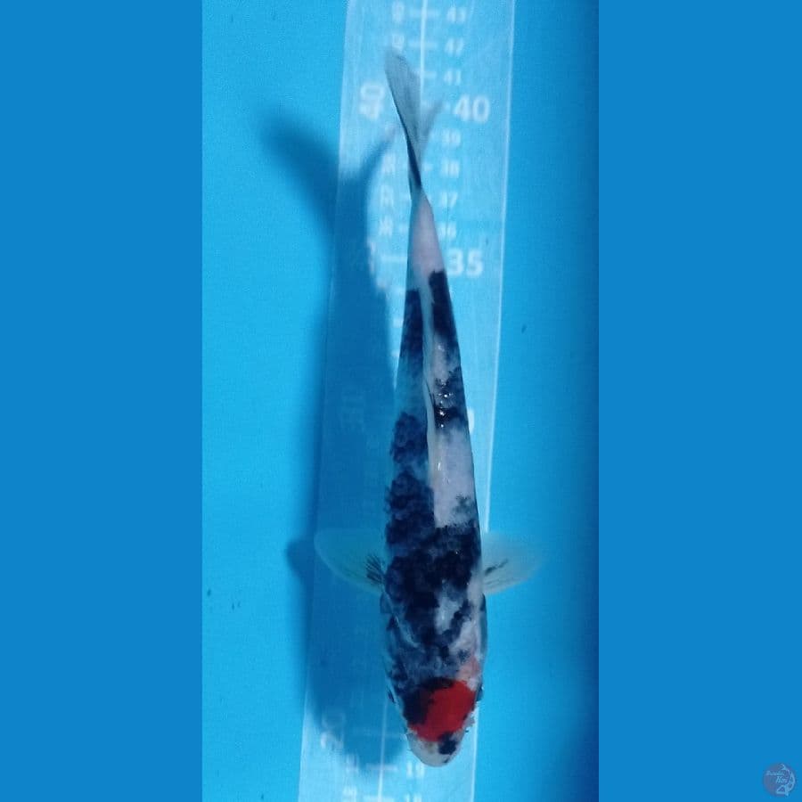 tanco sowa 23cm