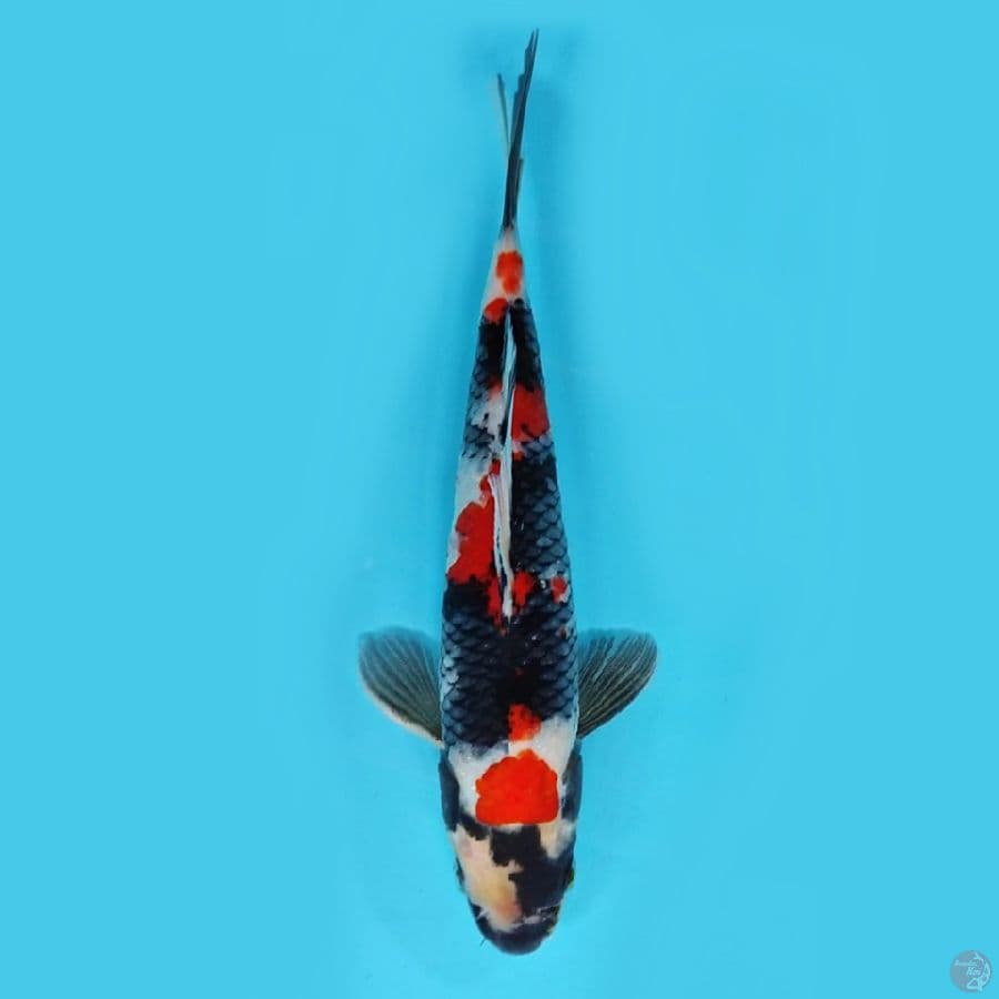 Kindai showa 27 cm jantan