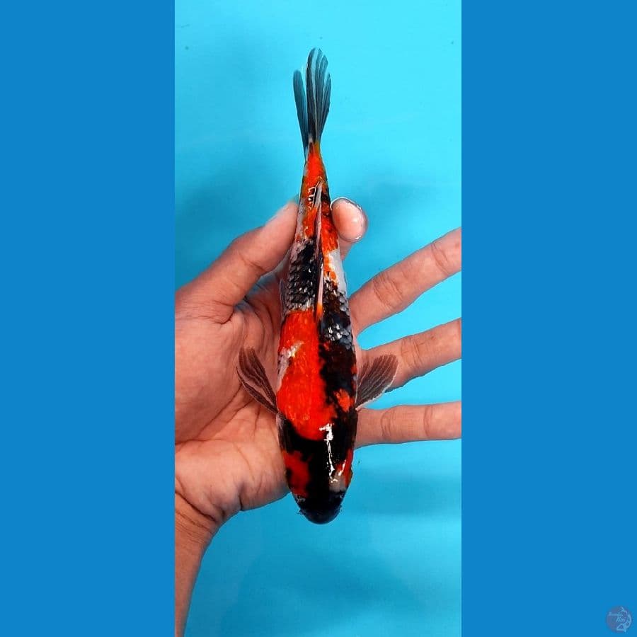 gindrin showa 20 cm male