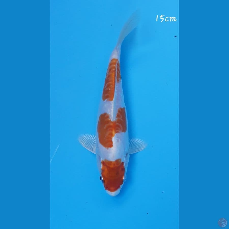 kikushui 15cm