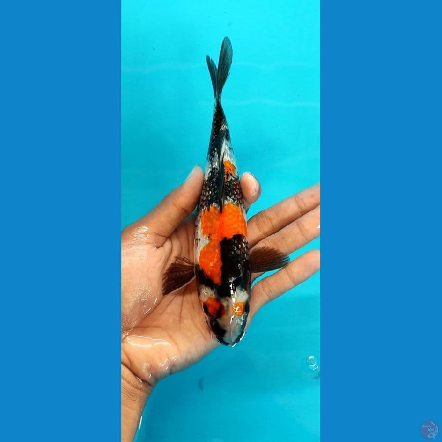 kindai showa gindrin 21 cm