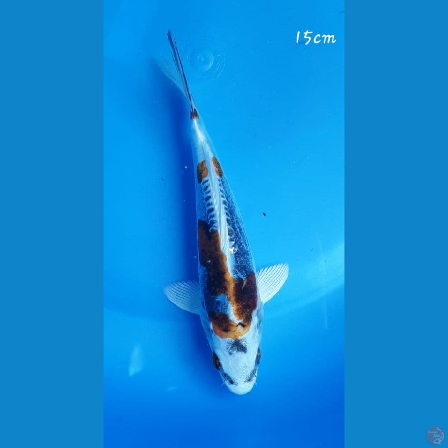 Kiko 15cm