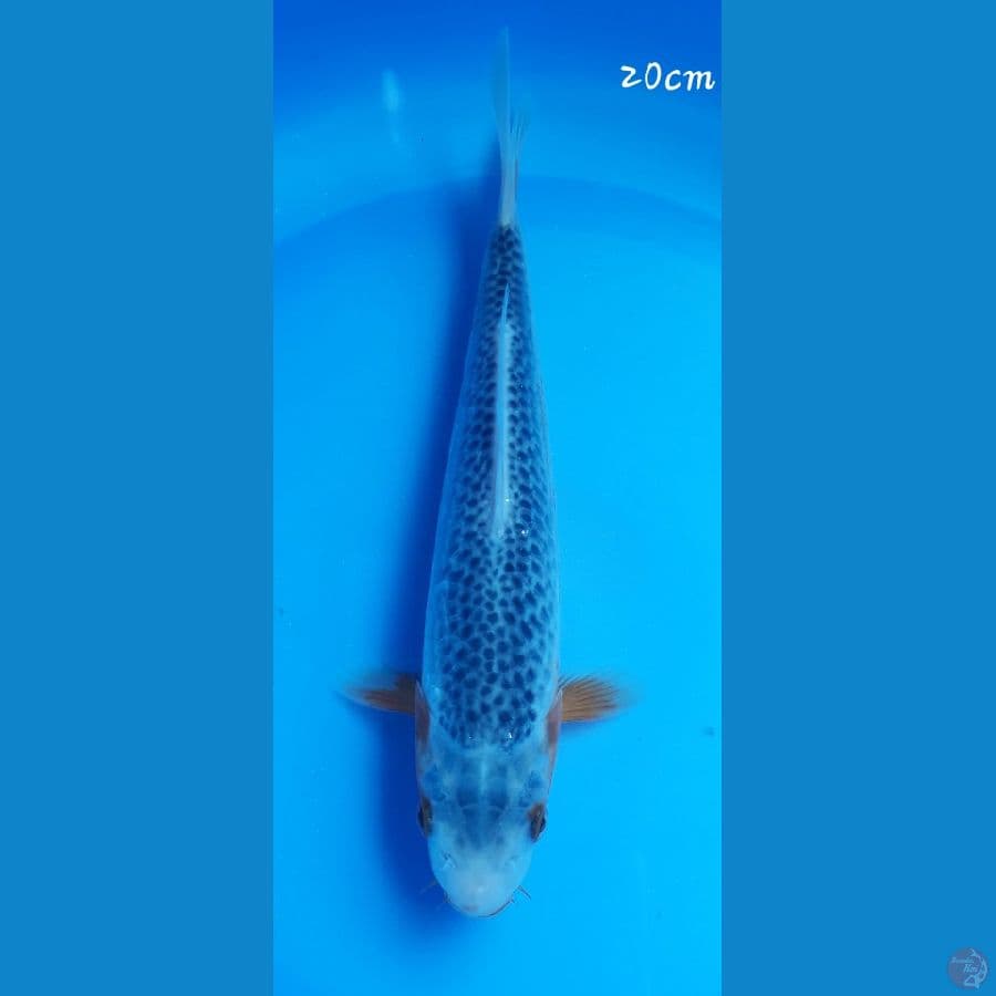 Asagi 20cm