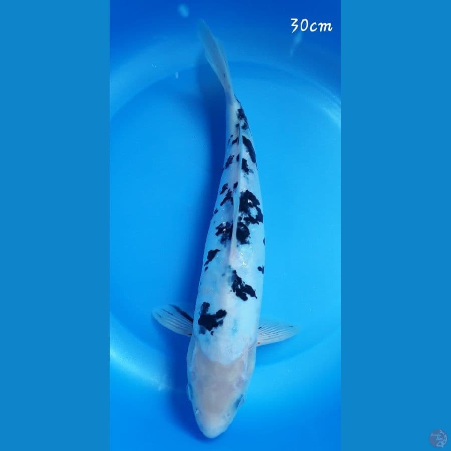 Bekko doitz 30cm
