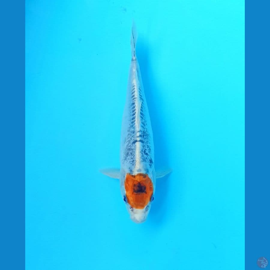 Tancho 22cm