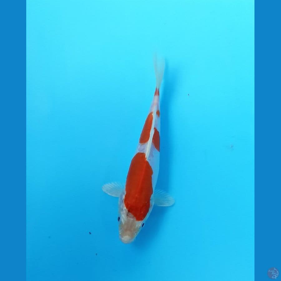 Kohaku doit 15cm