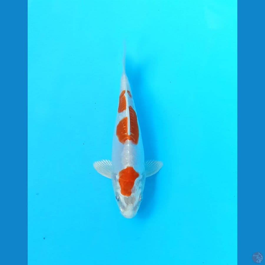 Kikushui 17cm